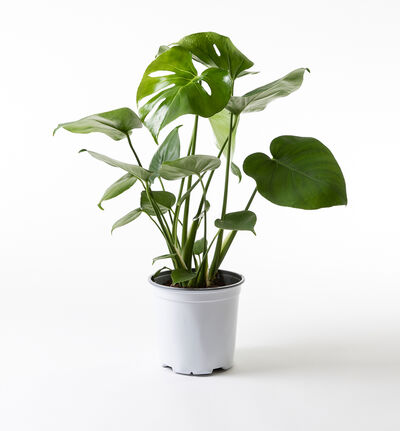 Monstera  Monstera